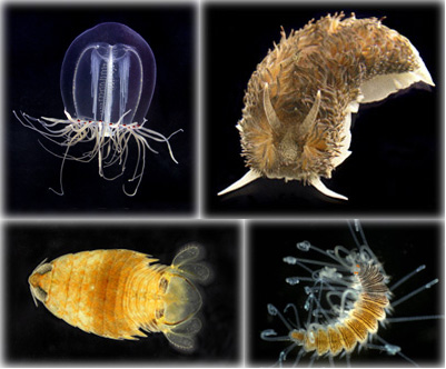 invertebrates
