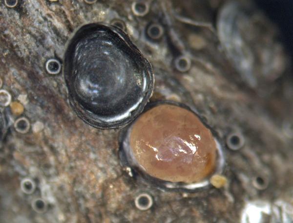 gloomy scale exposed female