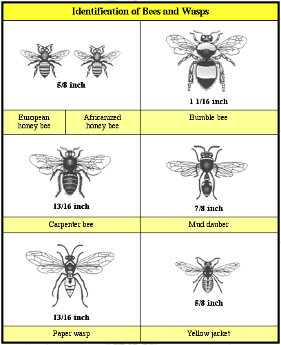 Identification of Bees and Wasps