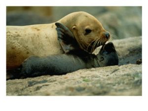 Steller sea lion mother and pup