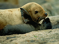 Steller sea lion mother and pup