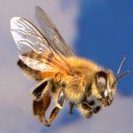 Africanized honeybee