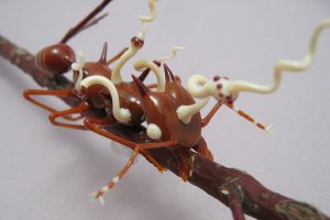 ant with cordyceps