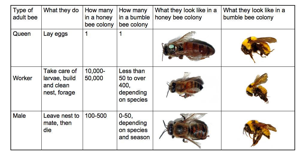 Bee Caste Chart