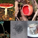 examples of fungi