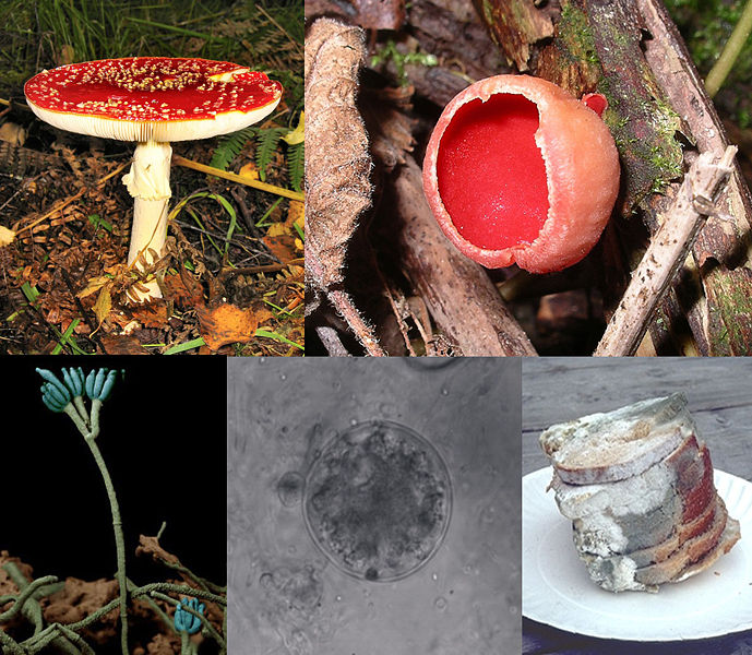 examples of fungi