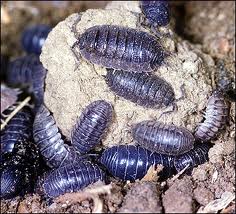 pillbugs