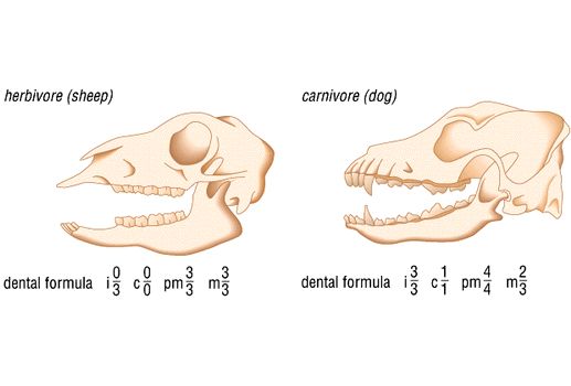 sheep/dog skulls