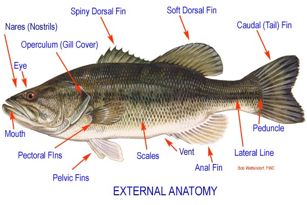 fish external anatomy