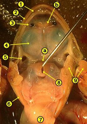 frog oral cavity