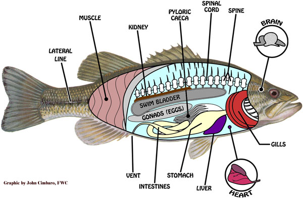 fish internal anatomy