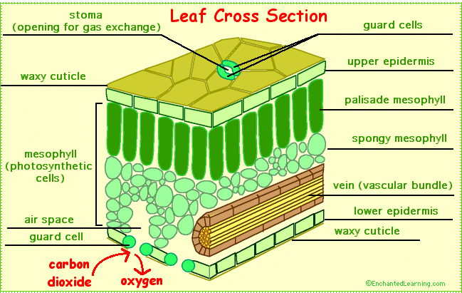 leaf cross section