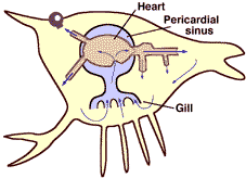 open circulatory system