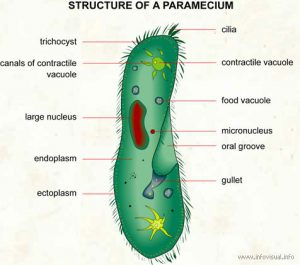 paramecium diagram