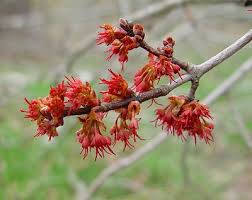 Acer flowers