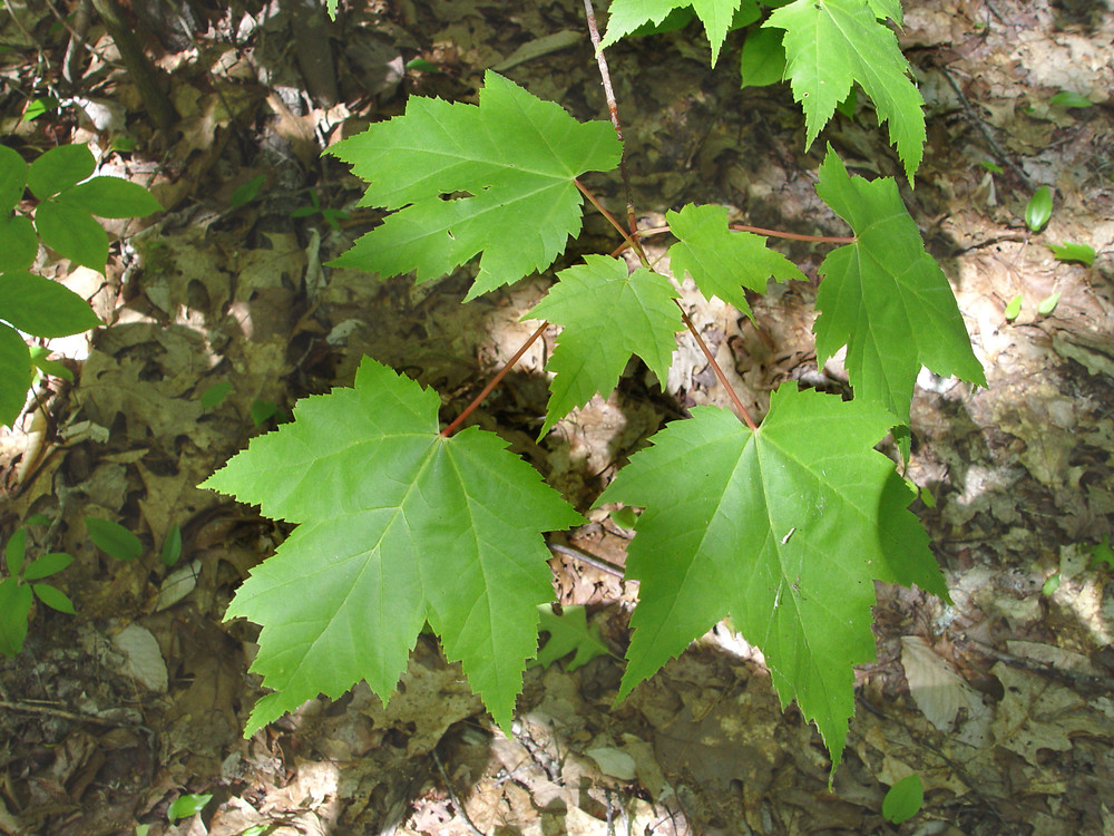 Acer rubrum leaves