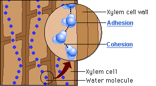 moving water molecules
