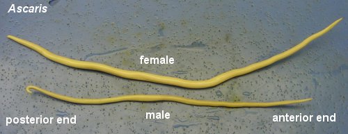 Ascaris lumbricoides