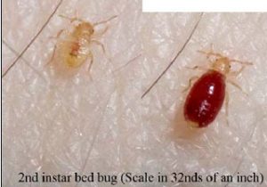 bed bug before and after a meal