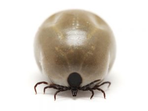 engorged tick