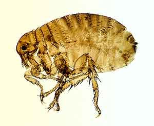 human flea