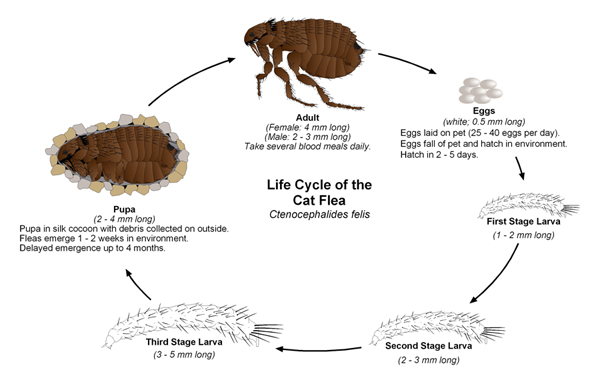 Cat flea life cycle