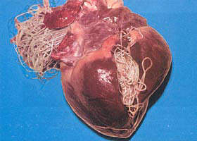 heartworm infection