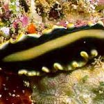 example of Platyhelminthes