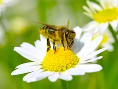 Daisy with bee