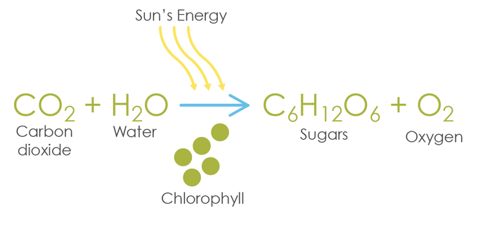 Photosynthesis Equation