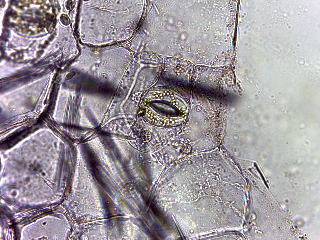 Lower epidermis leaf peel