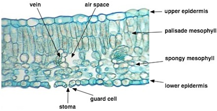 leaf cross section cell layers