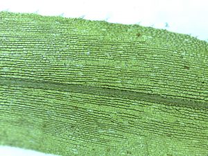 Low and higher magnification view of Elodea plant growing in water.
