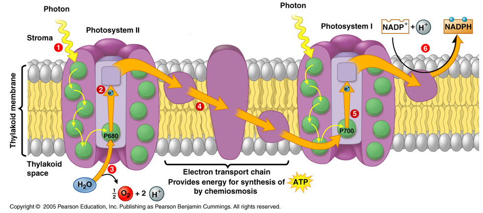 Thylakoid membrane electron transport chain
