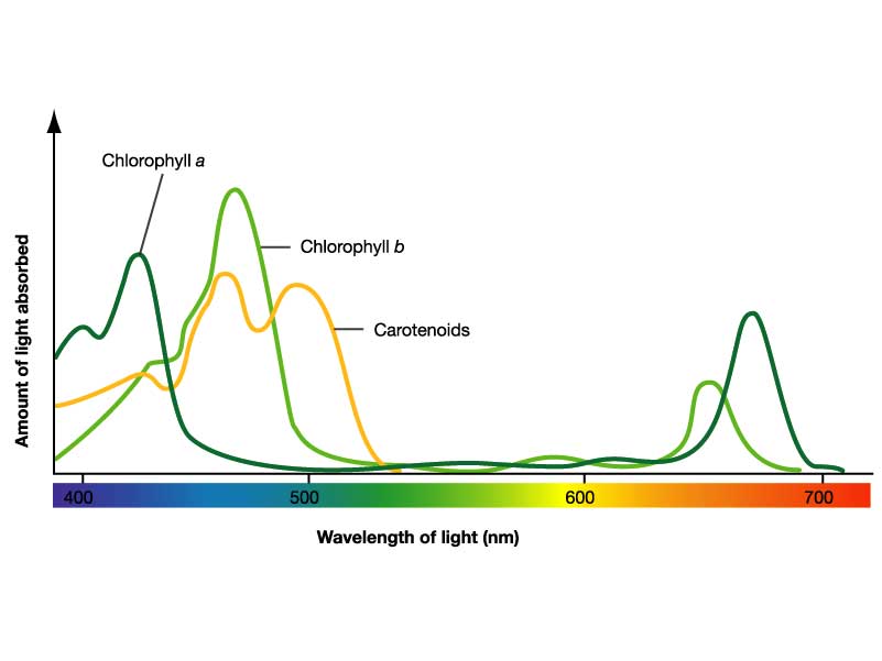 Plant pigment absorbance spectrum