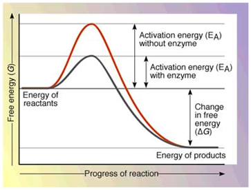Graph of Activation Energy