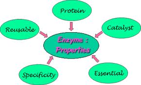 Enzyme Proteries