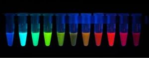 Various fluorescent proteins
