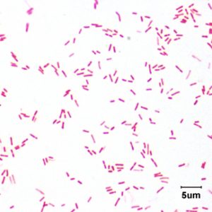 bacteria 1