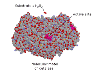 Catalase structure