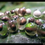 Frogs eggs