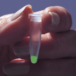 GFP in tube