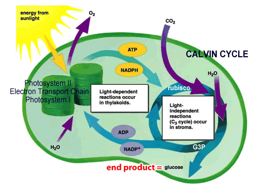 Photosynthesis overview in the cell