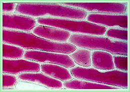 Red onion cells